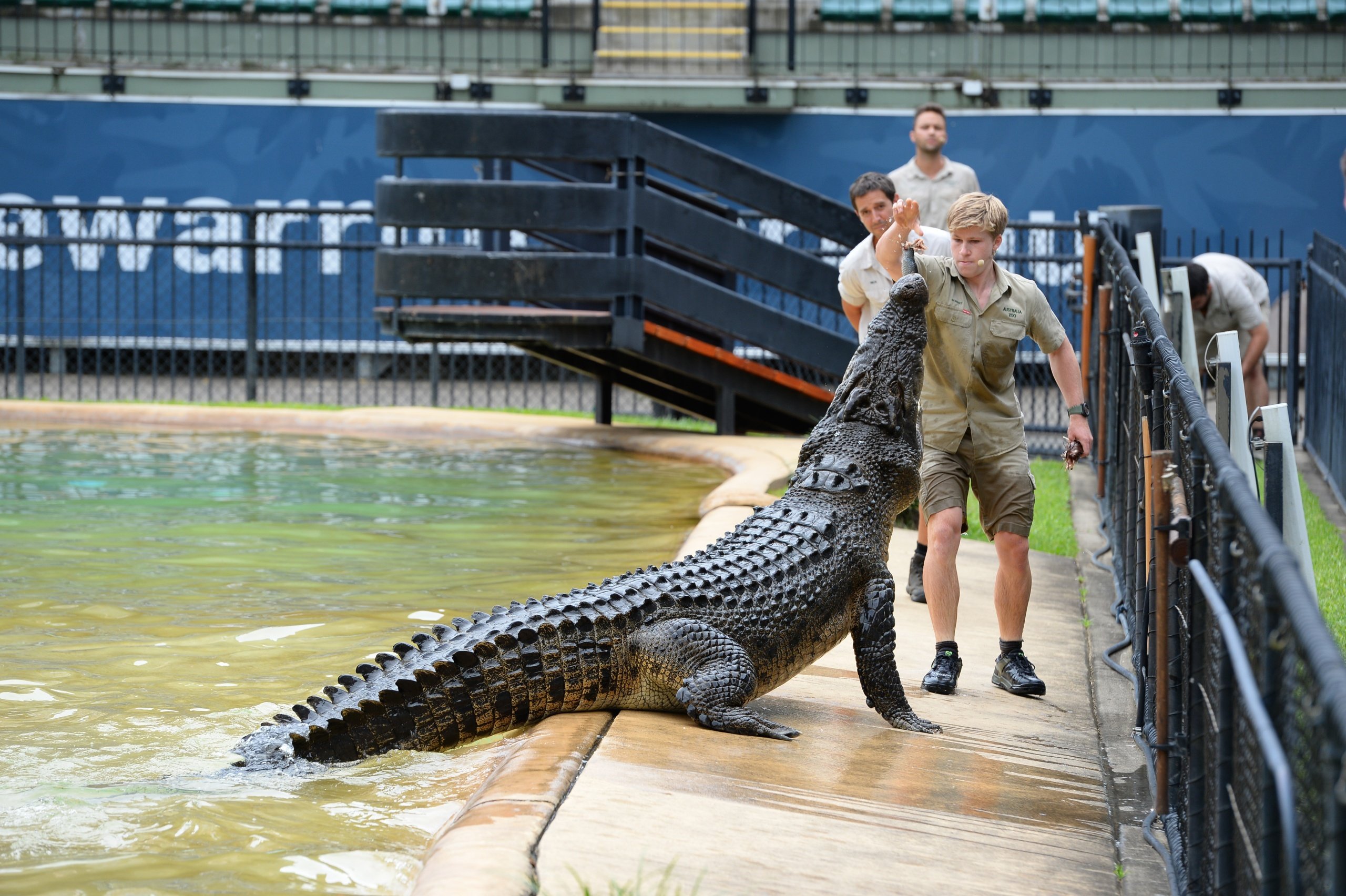크로코세움 (Crocoseum) 악어 쇼